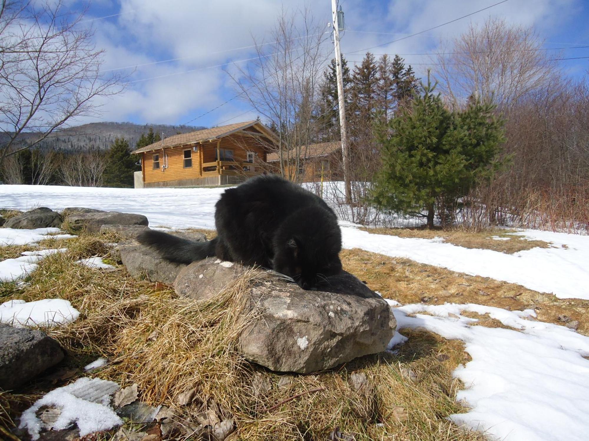 Cajun Cedar Log Cottages Margaree Forks Exterior photo
